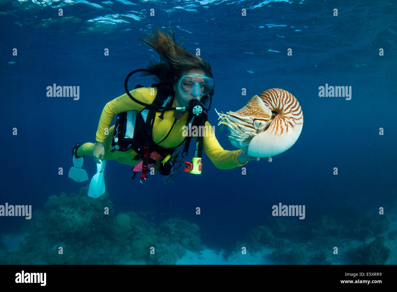 Scuba diver watching a Palau Nautilus (Nautilus belauensis), Palau Stock Photo