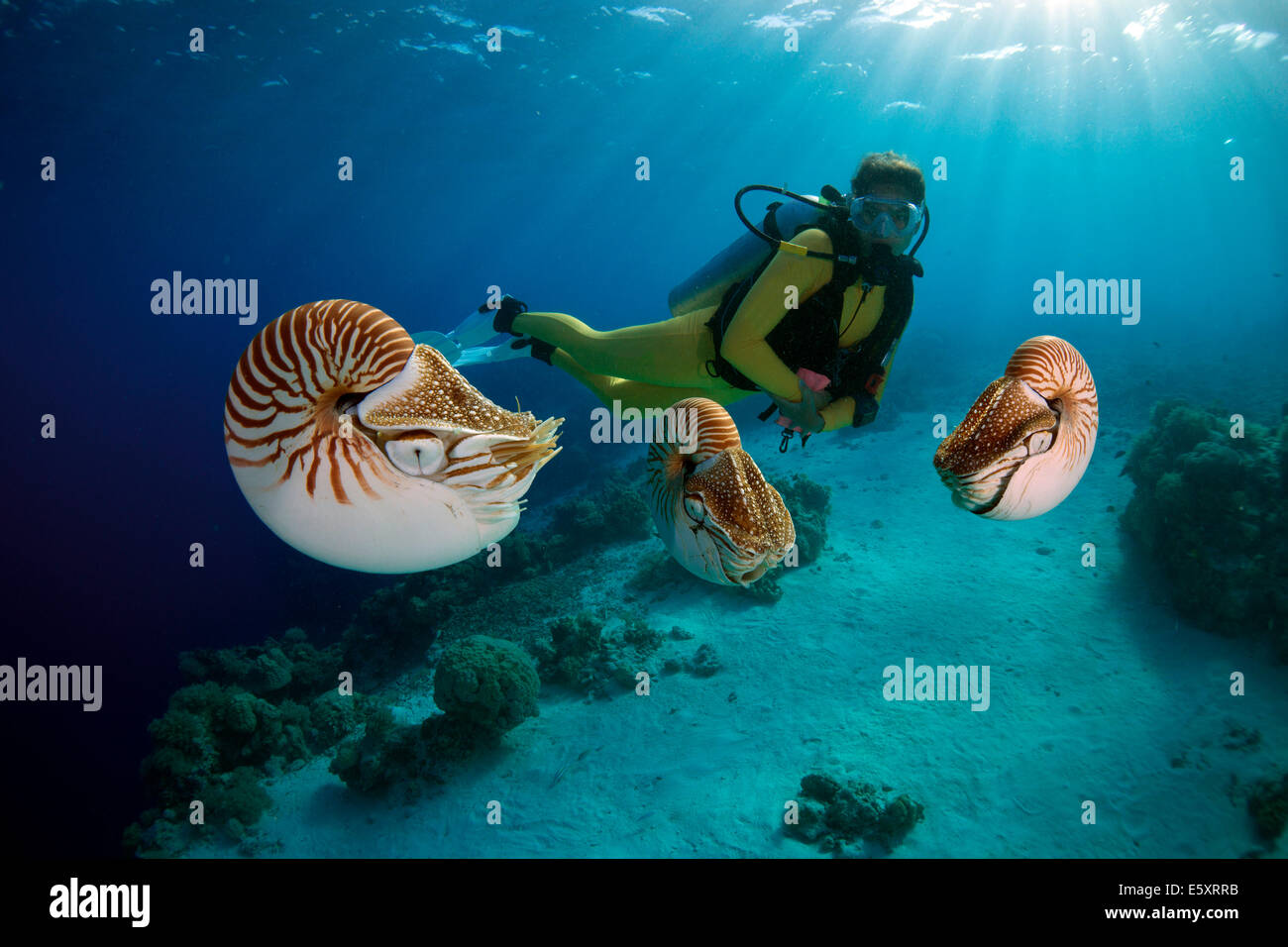 Scuba diver watching Palau Nautiluses (Nautilus belauensis), Palau