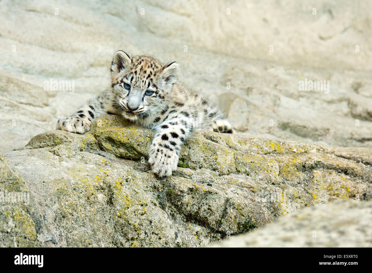 Young Snow Leopard (Panthera uncia), captive Stock Photo - Alamy