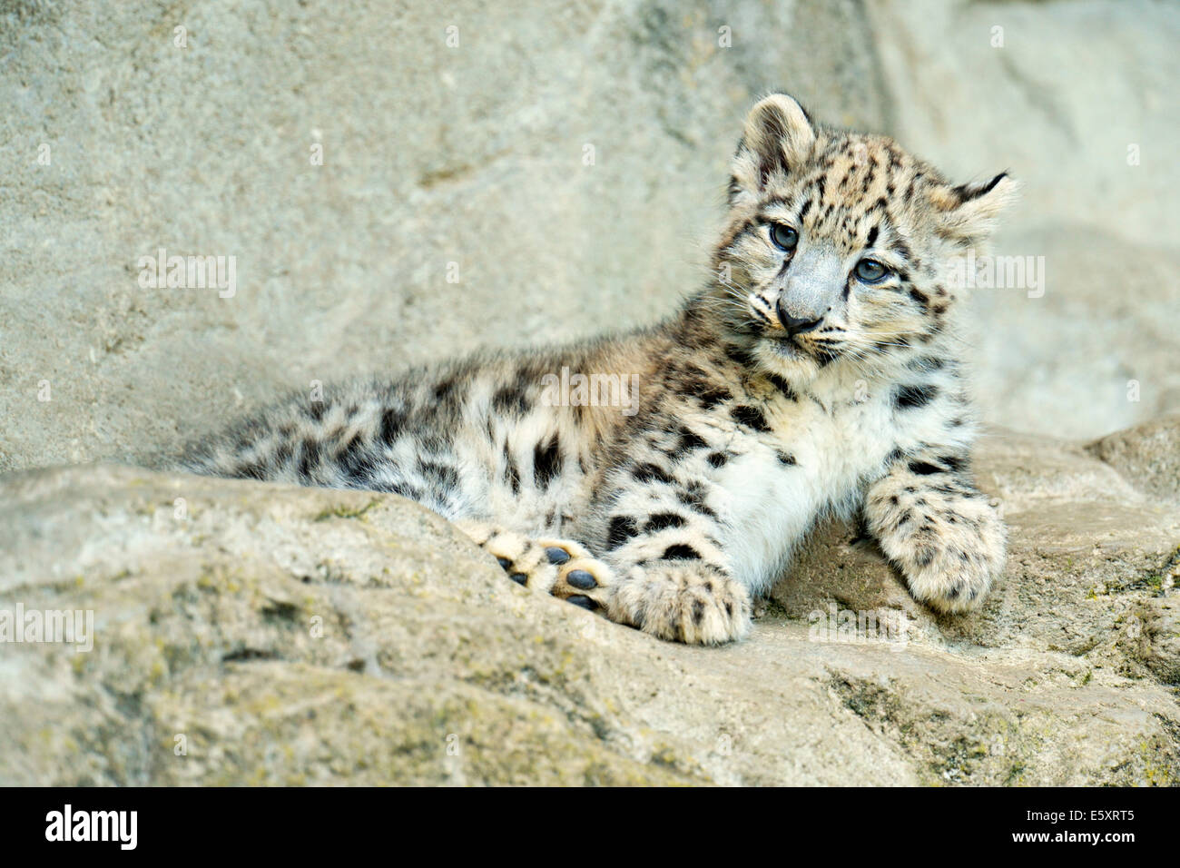 Young Snow Leopard (Panthera uncia), captive Stock Photo - Alamy
