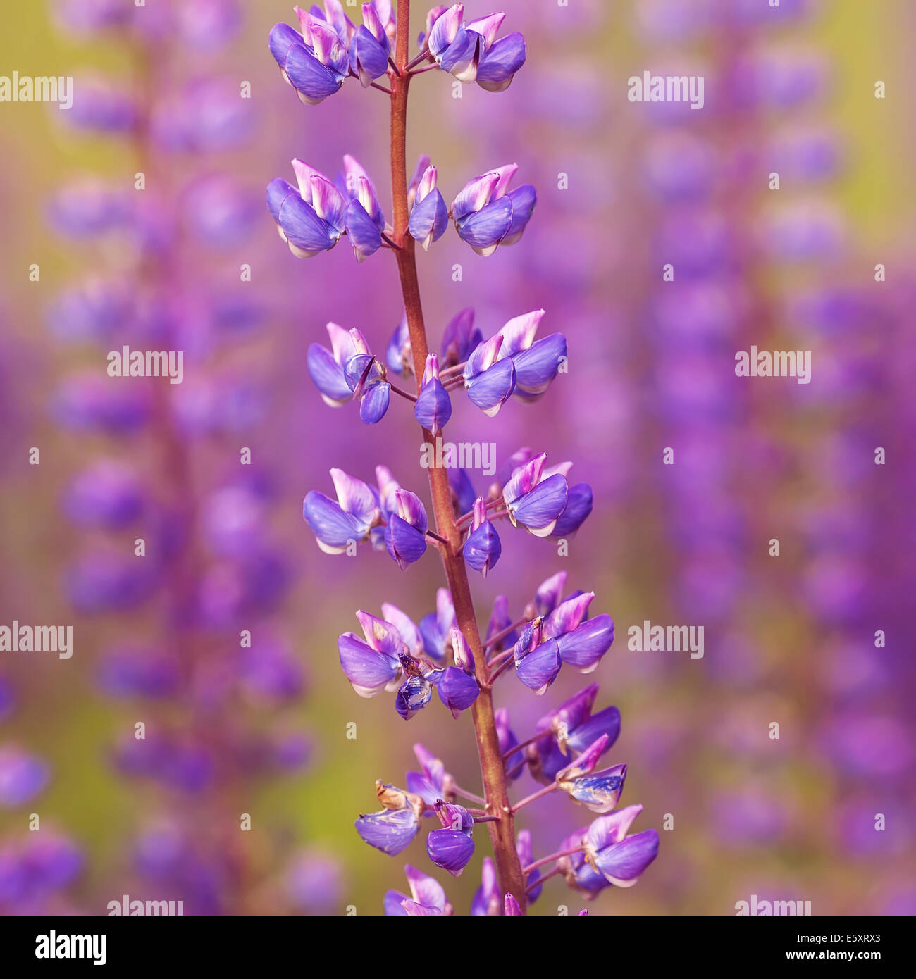 purple wild flowers Stock Photo - Alamy