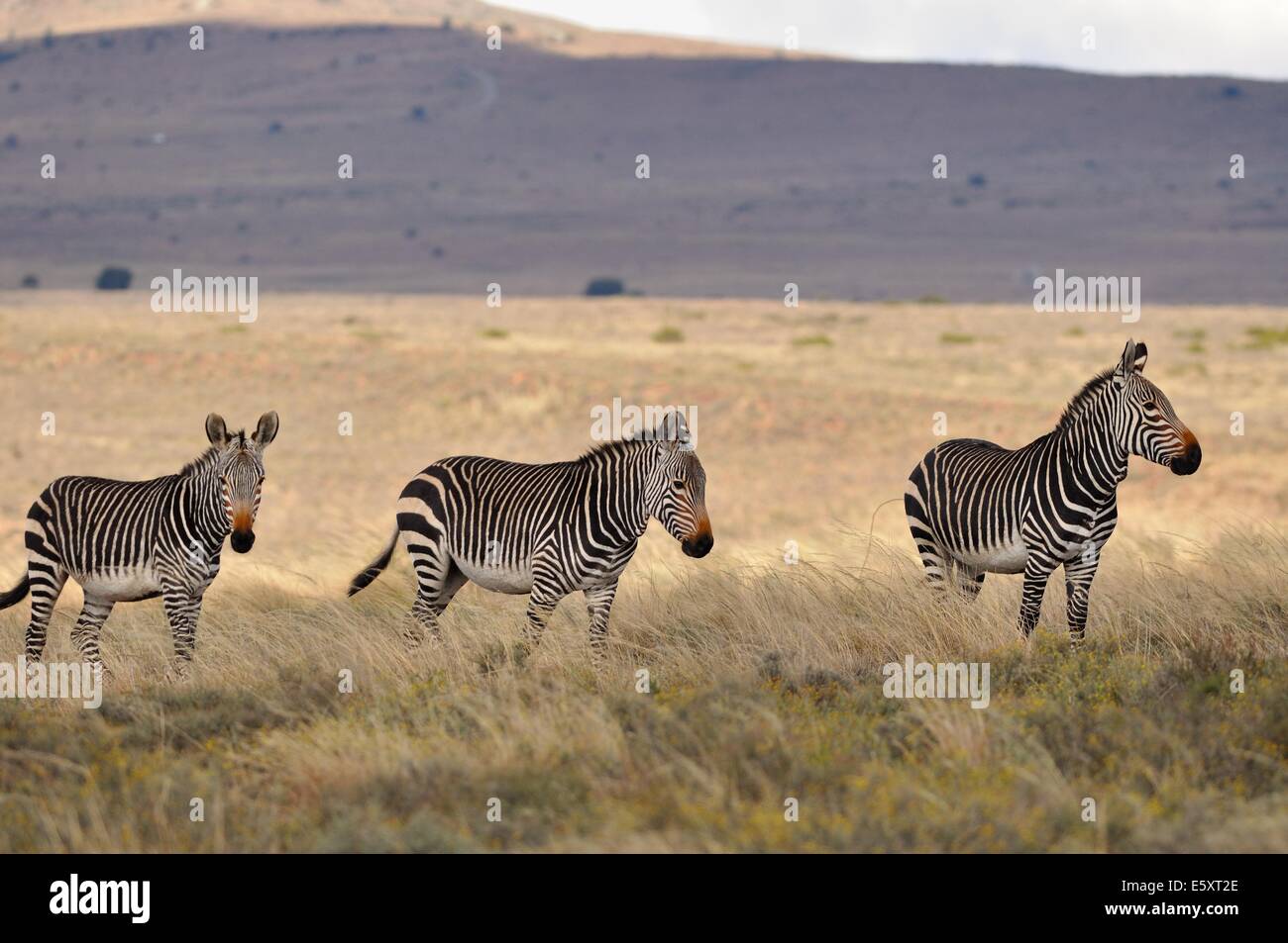 Cape mountain zebras (Equus zebra zebra), standing in the savanna, facing the wind, Mountain Zebra National Park, Eastern Cape, Stock Photo