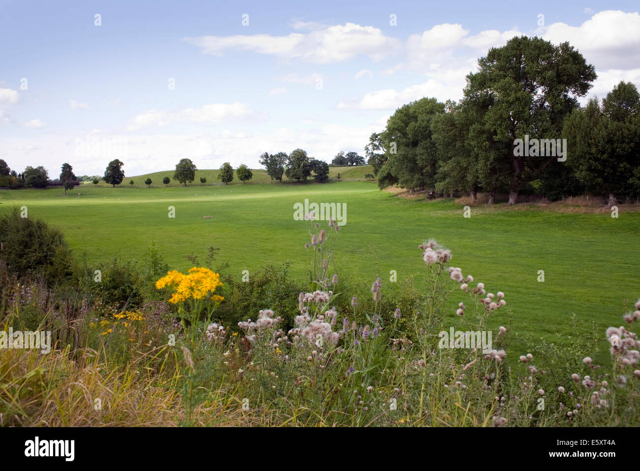 Fields around Audlem in mid-summer Stock Photo