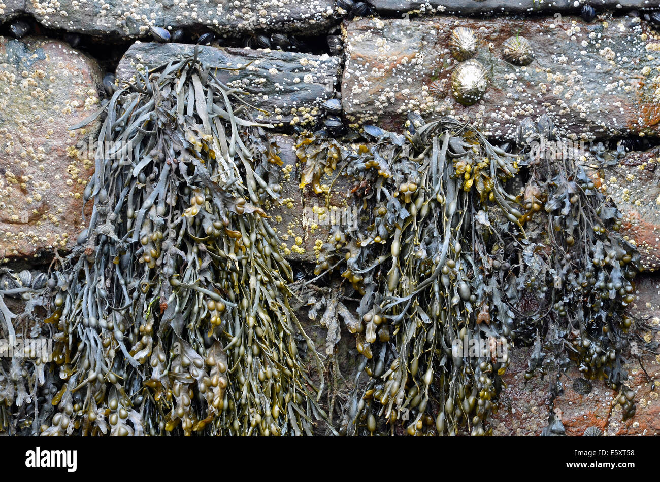 Bladder wrack seaweed, limpets and barnacles hanging from the harbour wall in Mullaghmore harbour, County Sligo, Ireland Stock Photo