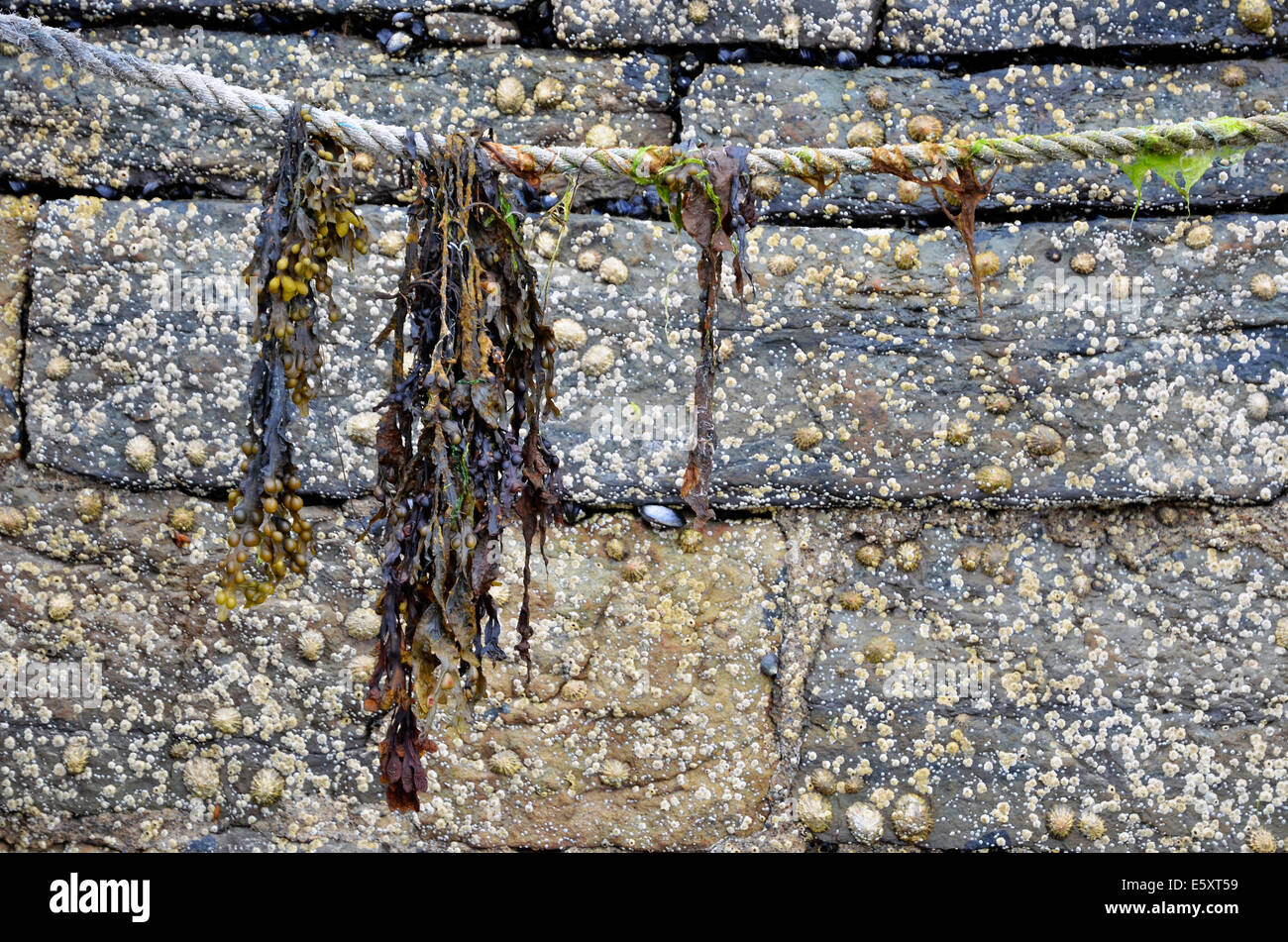 Bladder wrack seaweed hanging from the mooring rope of a boat in Mullaghmore harbour, County Sligo, Ireland Stock Photo
