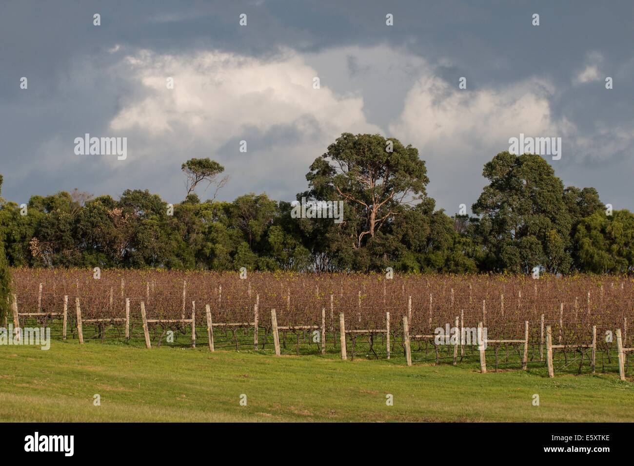 wineyard in Australia Stock Photo