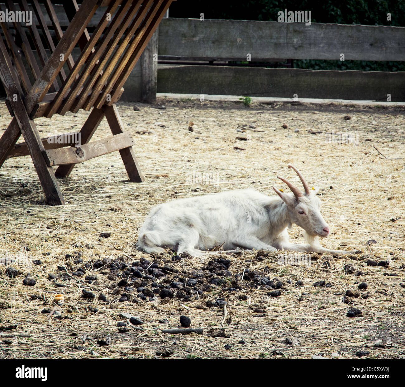 Goat Hay Feeder Stock Photos Goat Hay Feeder Stock Images Alamy