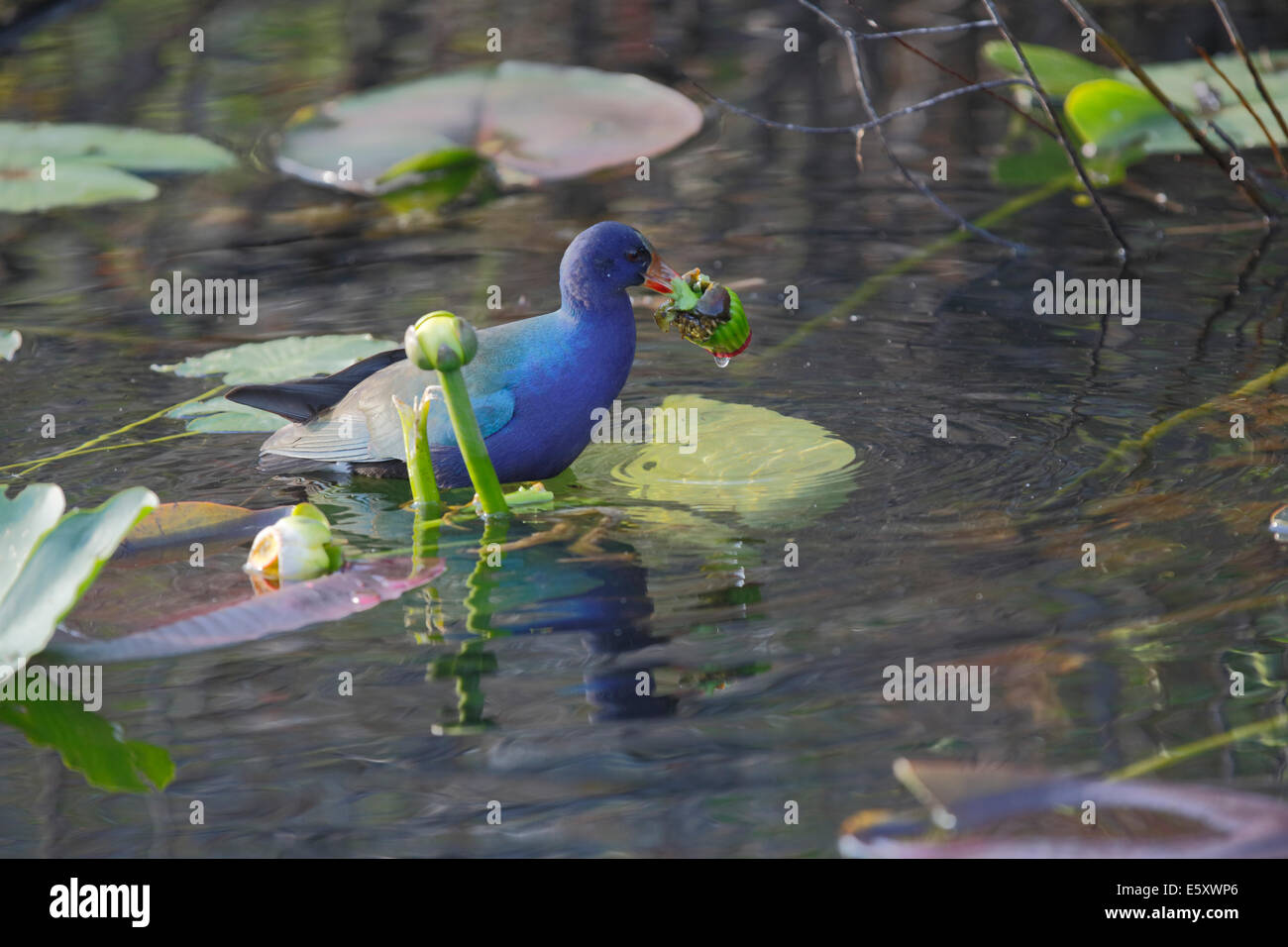 Purple Gallinule (Porphyrio martinica) eating water lily flower Stock Photo
