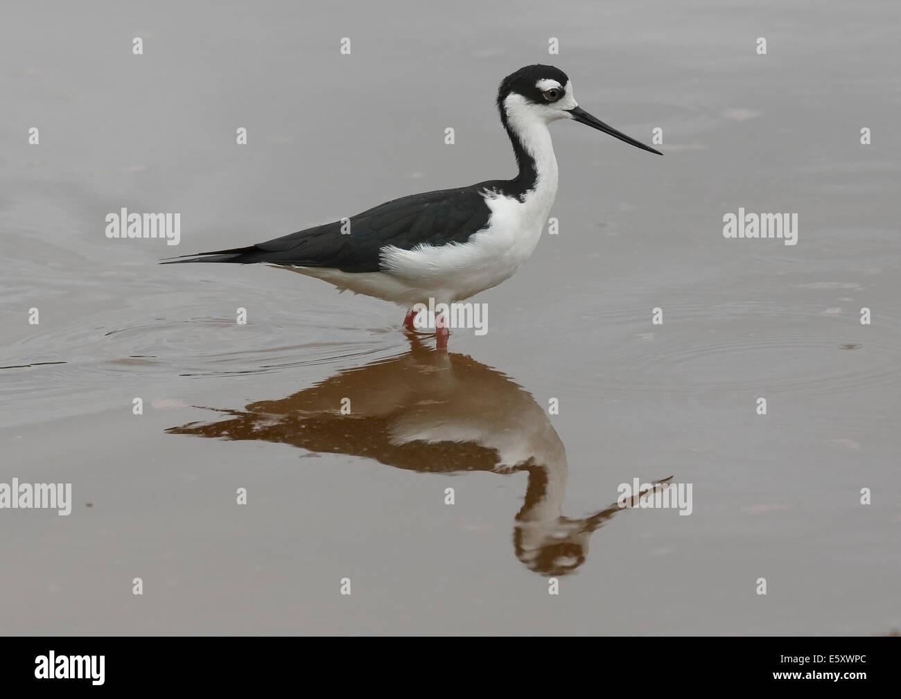 Black necked Stilt (Himantopus mexicanus) wading with reflection Stock Photo