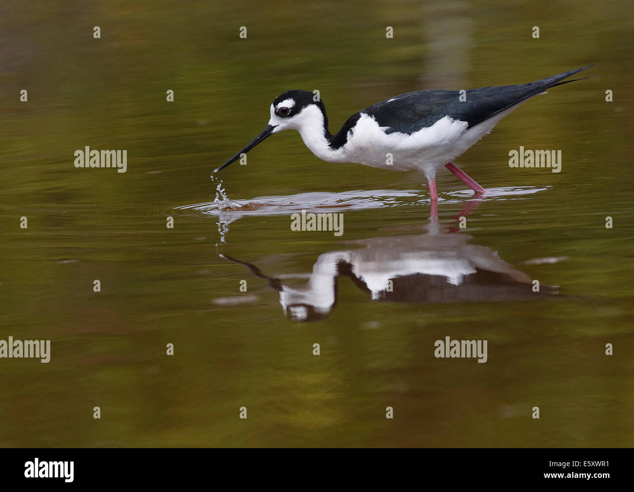 Black necked Stilt (Himantopus mexicanus) fishing with reflection Stock Photo