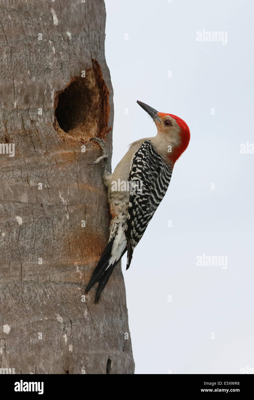 Red bellied Woodpecker (Melanerpes carolinus) on tree next to nesting hole Stock Photo