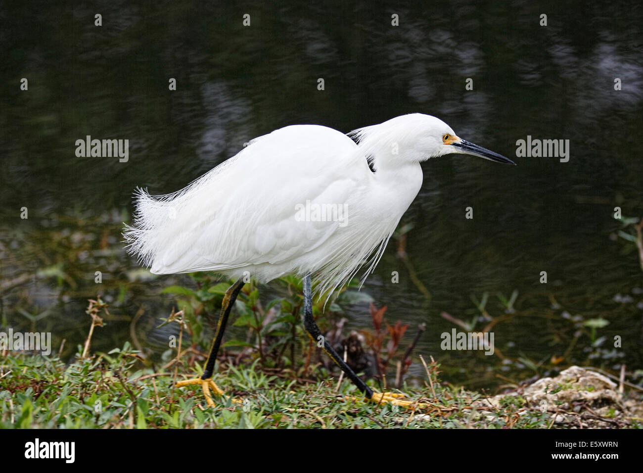 Snowy Egret (Egretta thula) walking on river bank Stock Photo