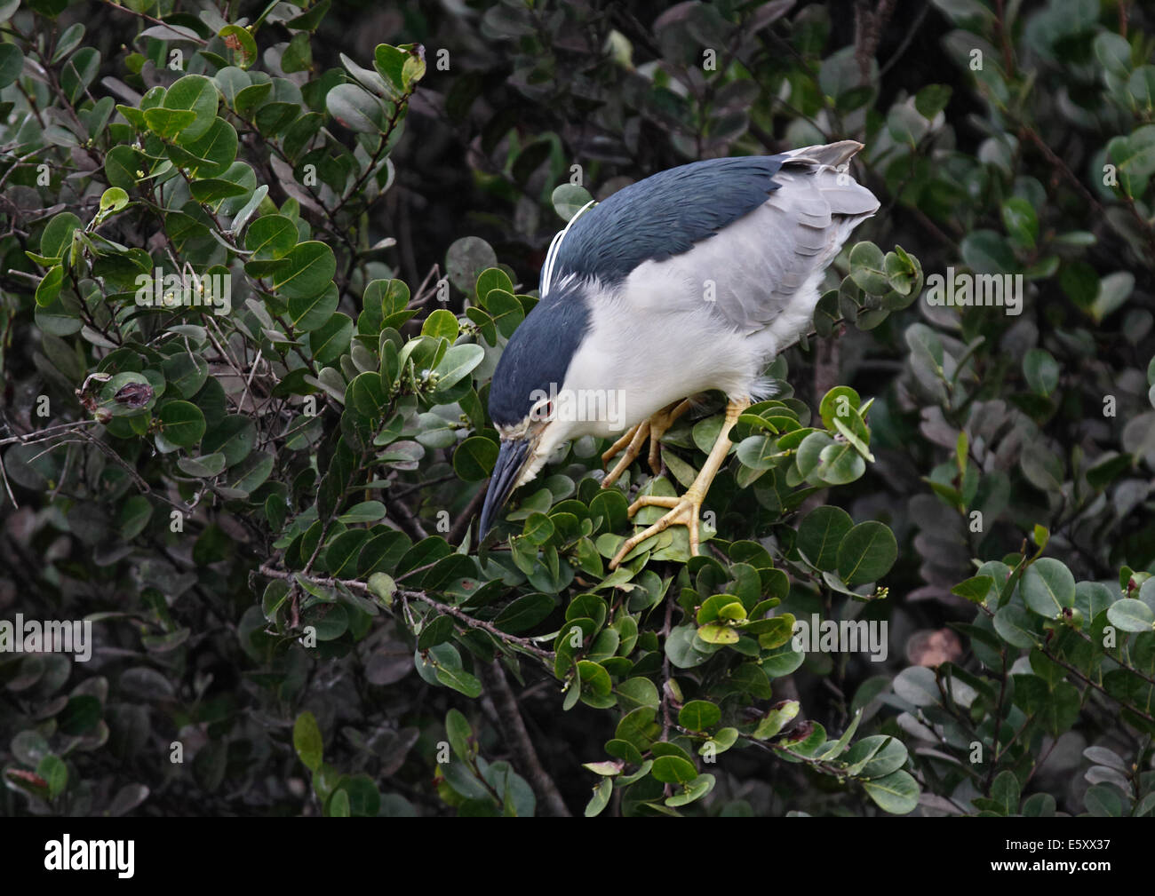 Black crowned Night Heron (Nycticorax nycticorax) perched in tree poised to dive Stock Photo