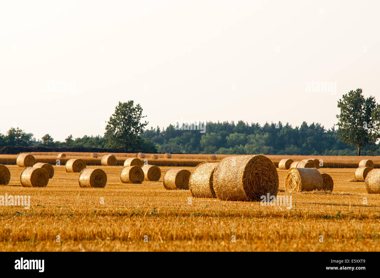 Round straw bales in harvested fields and blue sky Stock Photo - Alamy