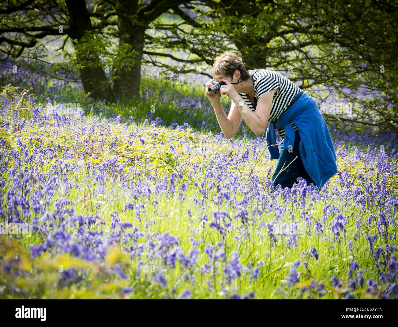 Woman photographing bluebells Stock Photo
