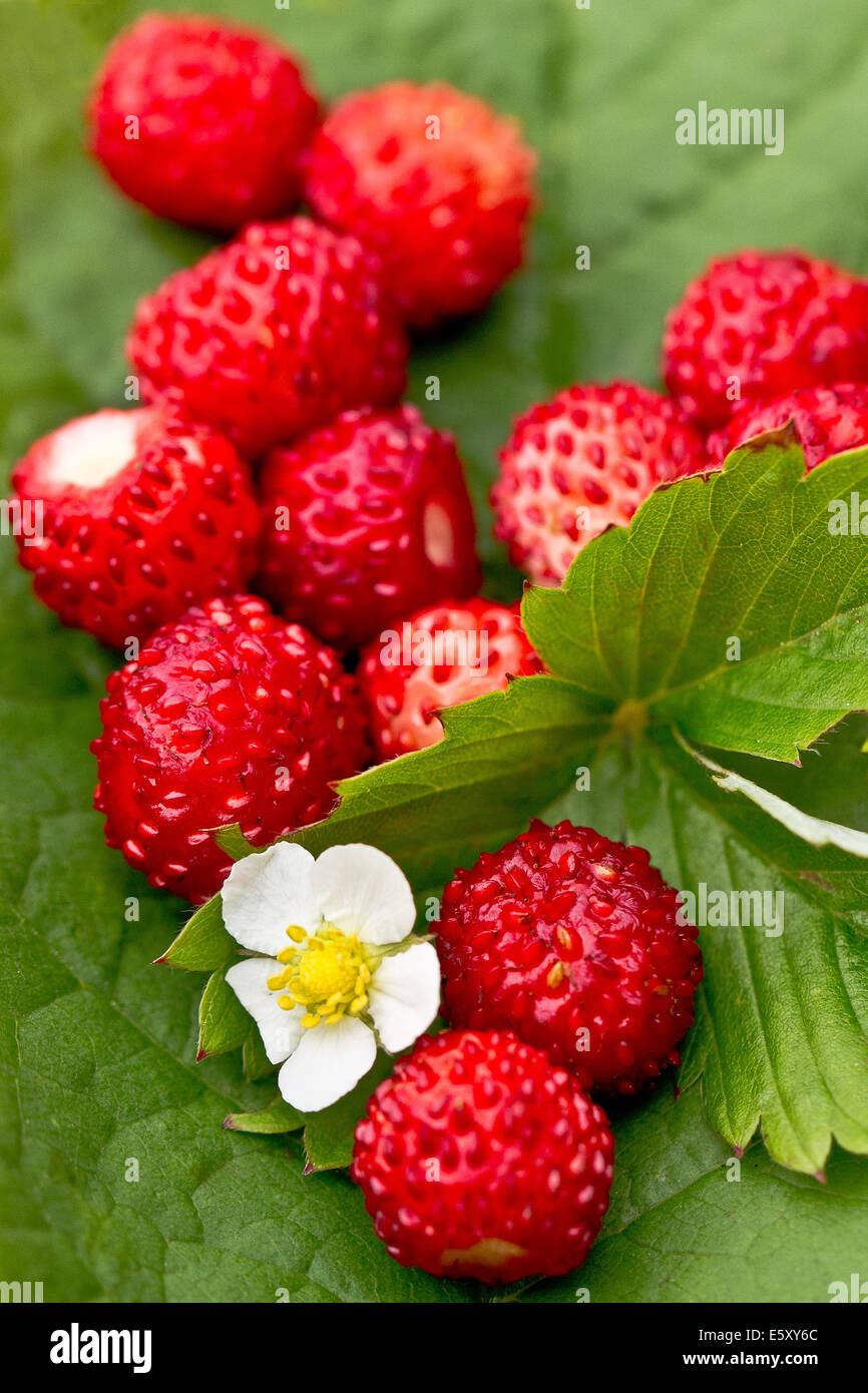Close-up of wild strawberry against green background Stock Photo