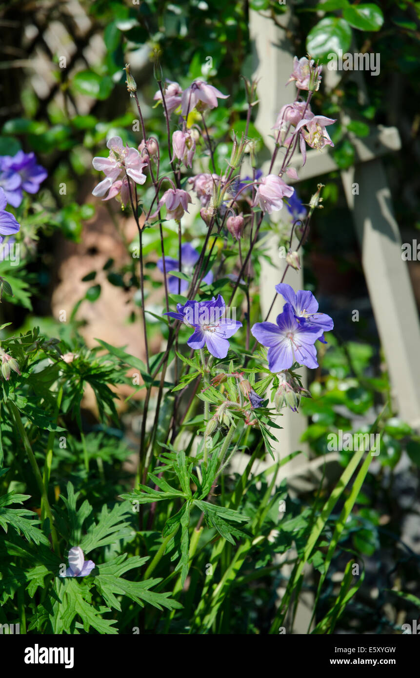 geraniaceae blue geranium flower summer border Stock Photo