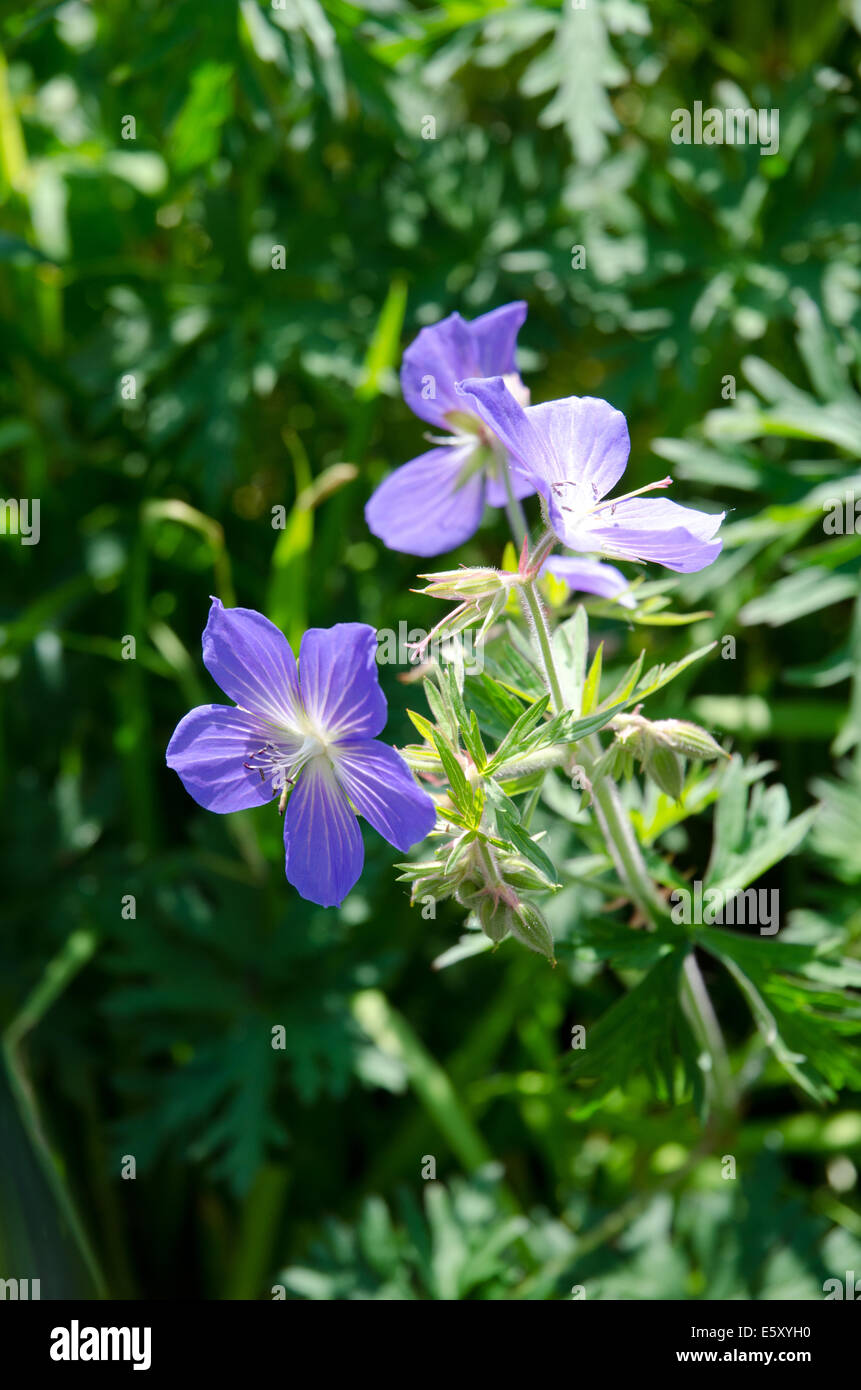 Blue geranium flowers in a summer border Stock Photo