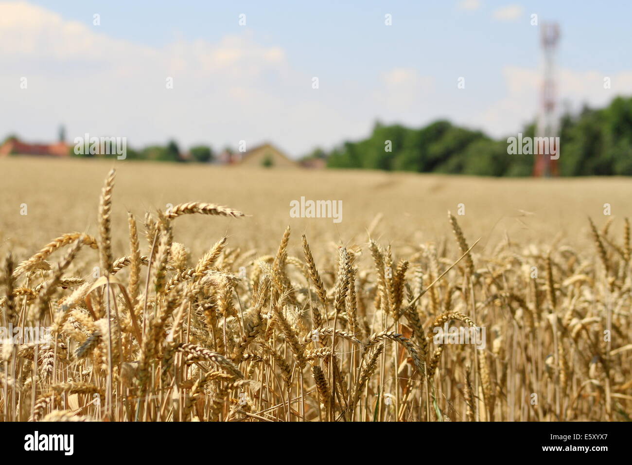 corn,grain,cereals,seedcorn,area,field,agriculture,farming