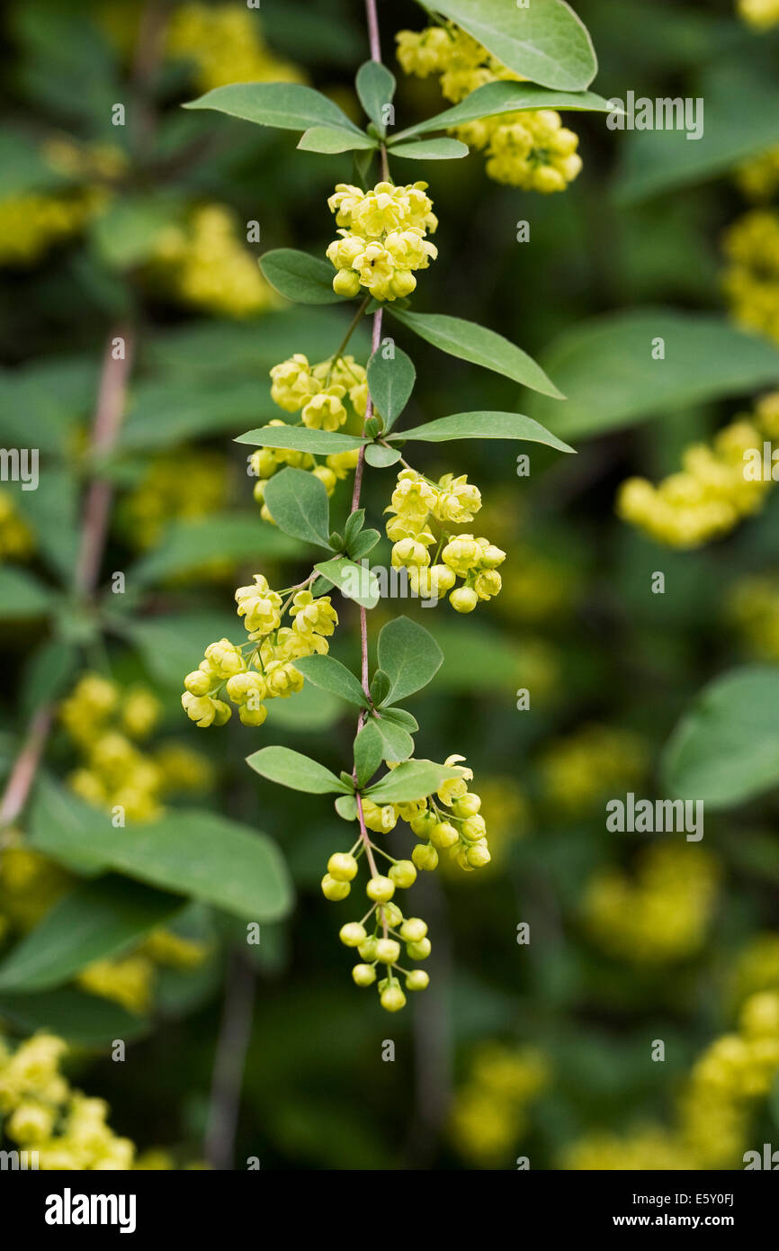 Berberis vulgaris. European barberry flowers. Stock Photo