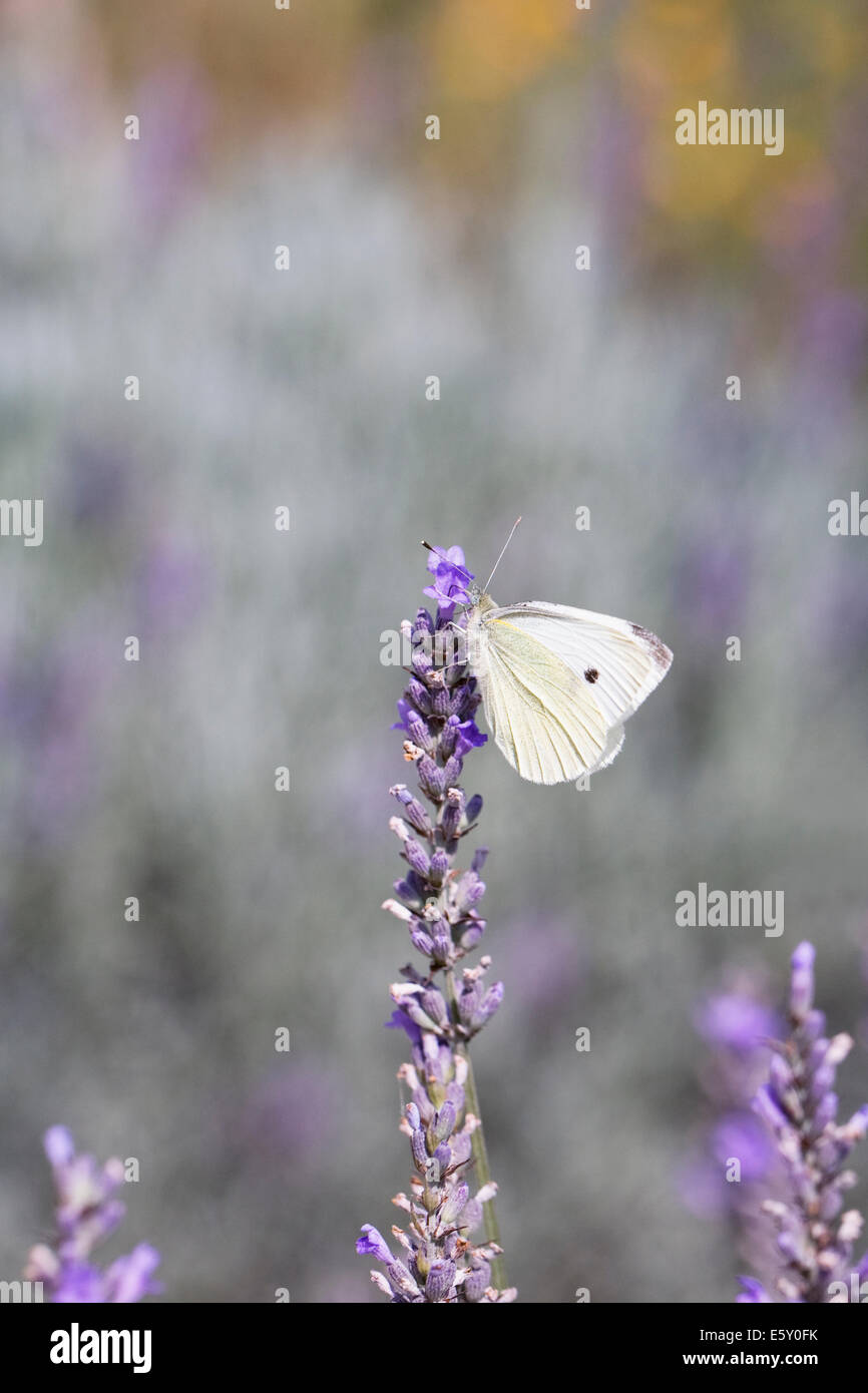 Large White Butterflies In Flight Low Angle View High-Res Stock Photo -  Getty Images