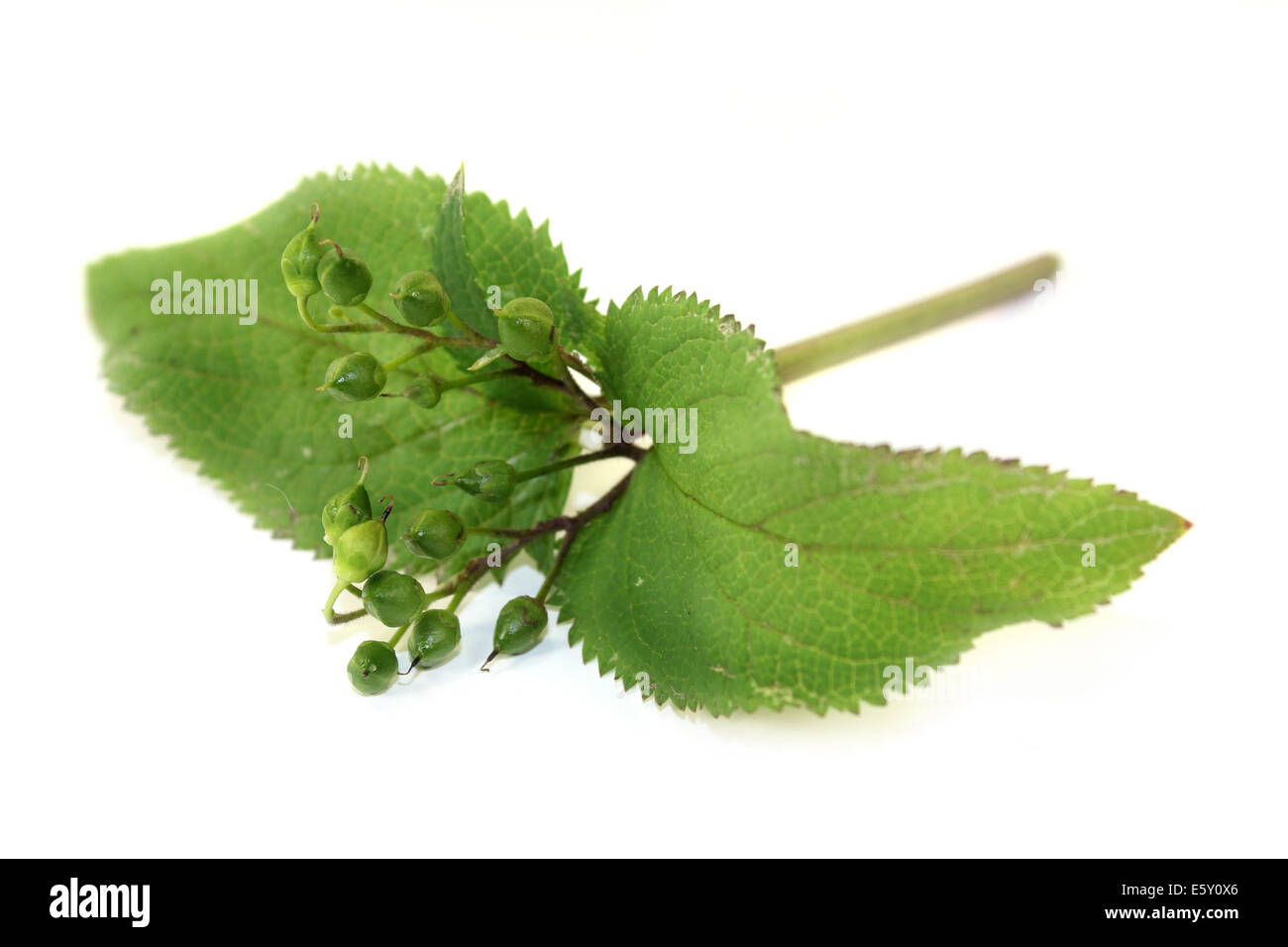 Chinese medicinal herb on a white background Stock Photo
