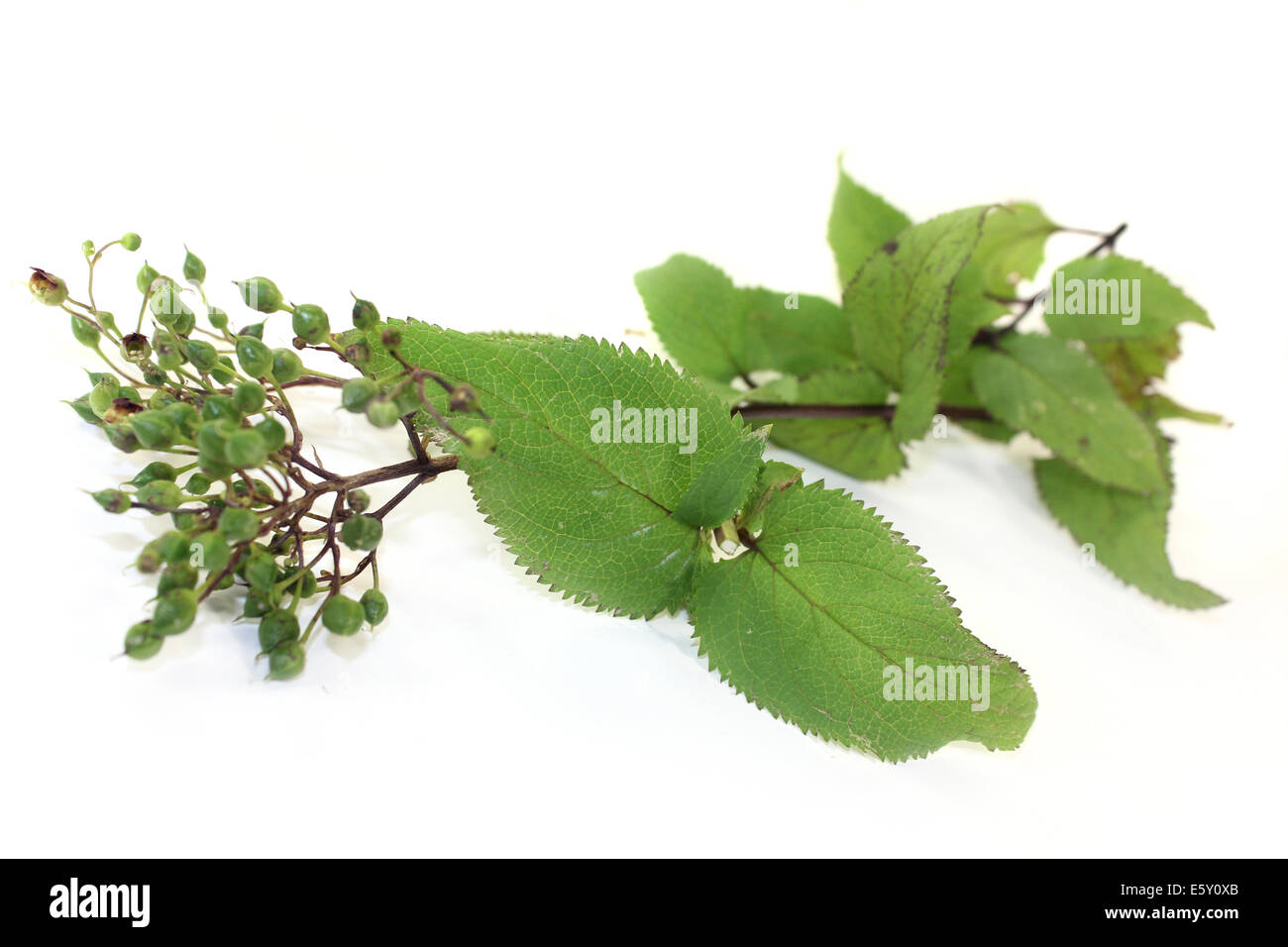 Chinese medicinal herb on a white background Stock Photo
