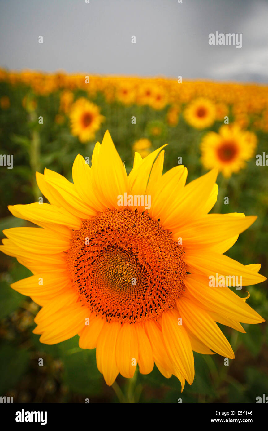 Field of sunflowers in Abruzzo, Italy. Stock Photo