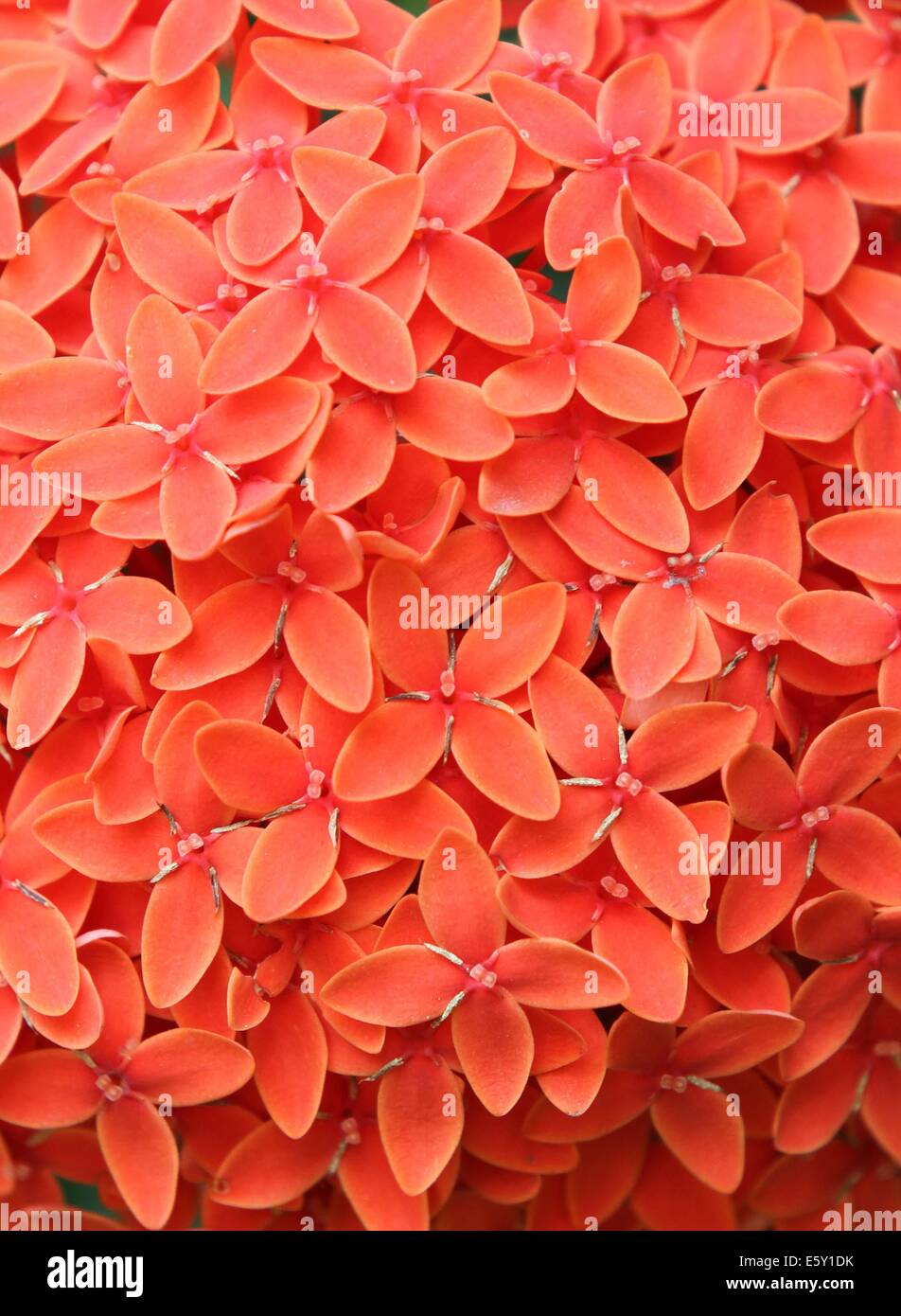 ixora flowers / Rangan flower of Southern Asia. Stock Photo