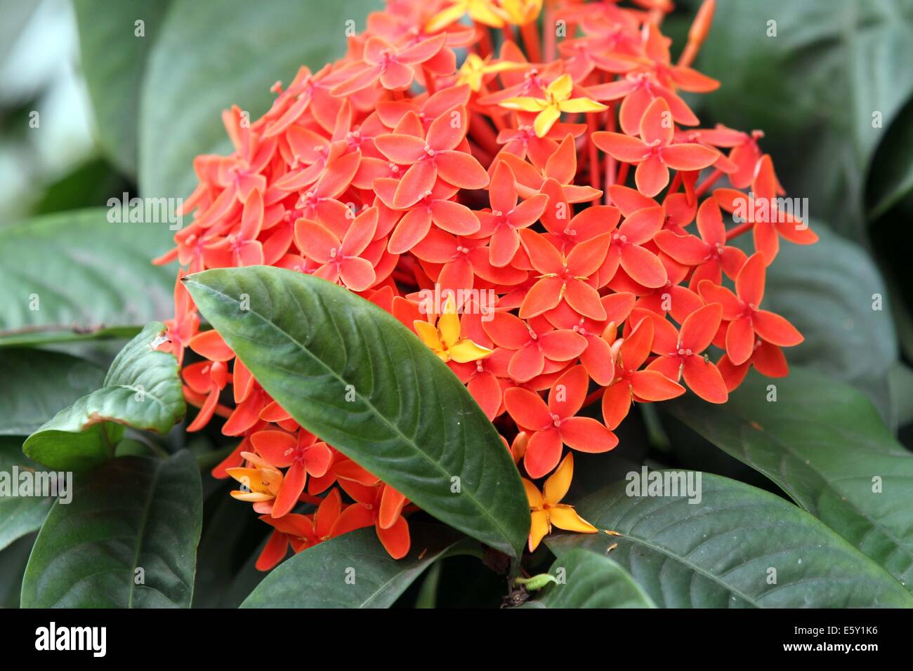 ixora flowers / Rangan flower of Southern Asia. Stock Photo