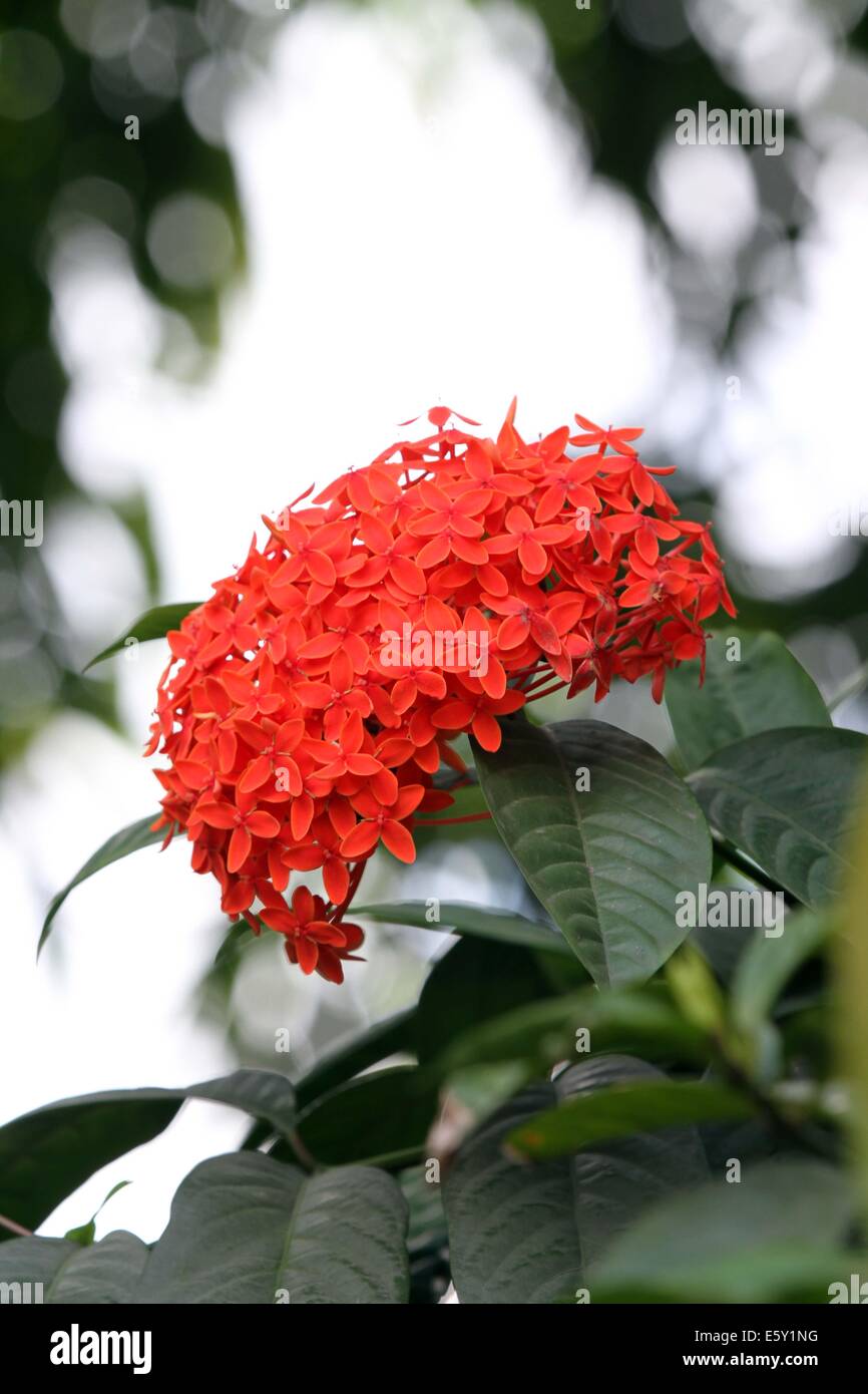 ixora flowers / Rangan flower of Southern Asia. Stock Photo