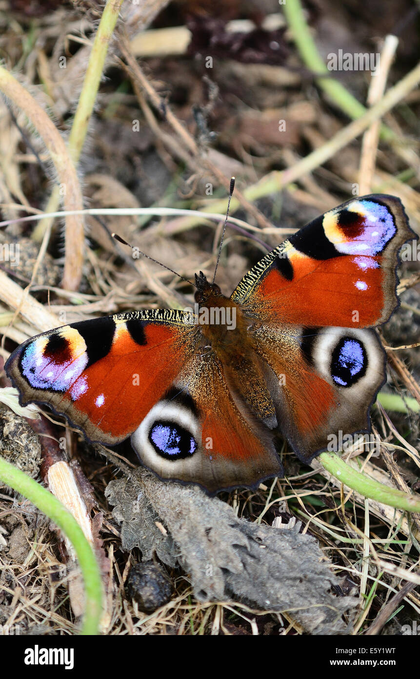 A peacock butterfly at rest UK Stock Photo - Alamy
