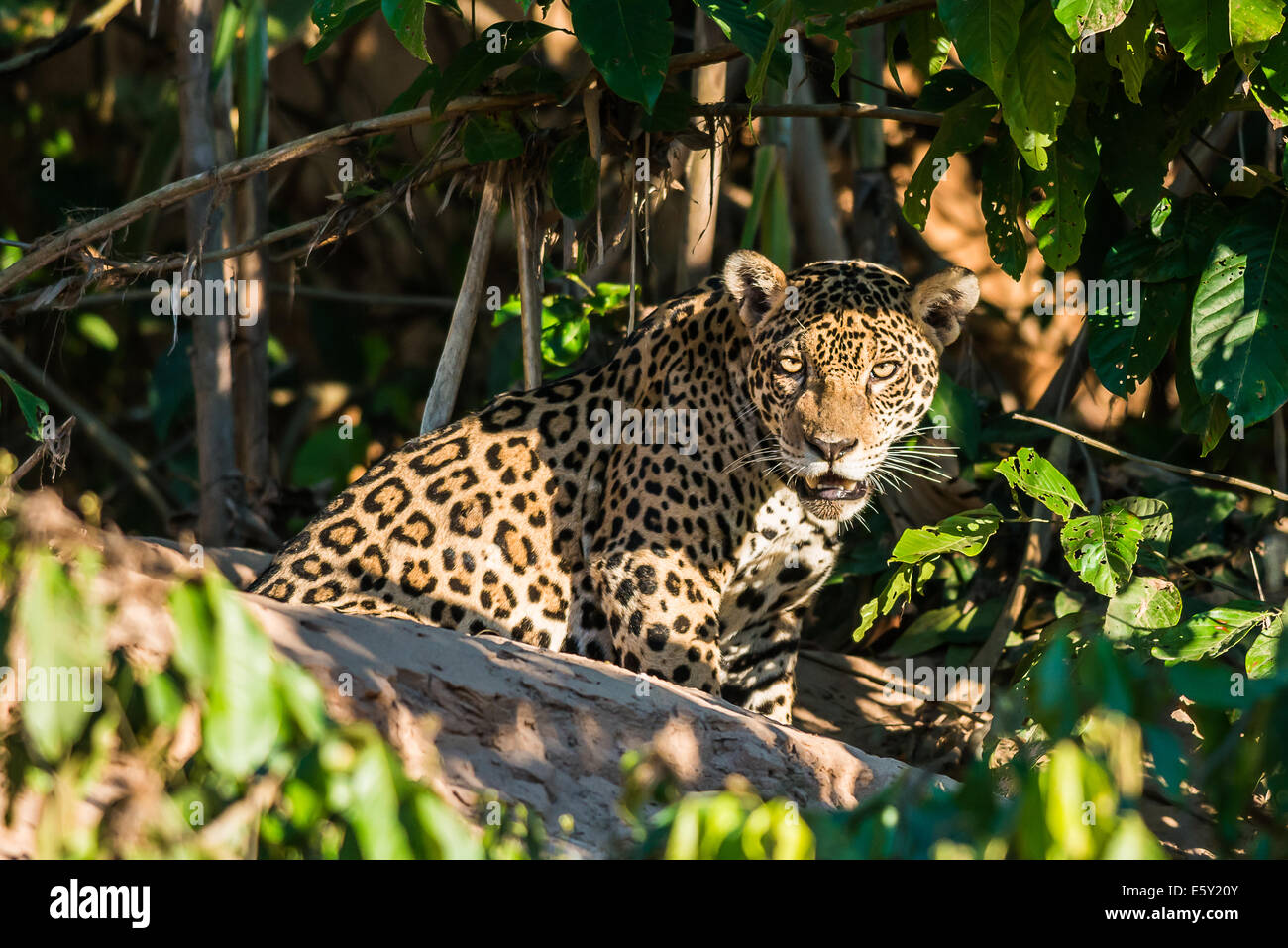 jaguar in the peruvian Amazon jungle at Madre de Dios Peru Stock Photo
