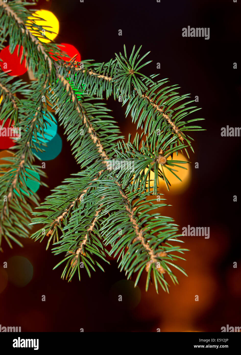 twig of Christmas tree with coloured lights Stock Photo Alamy