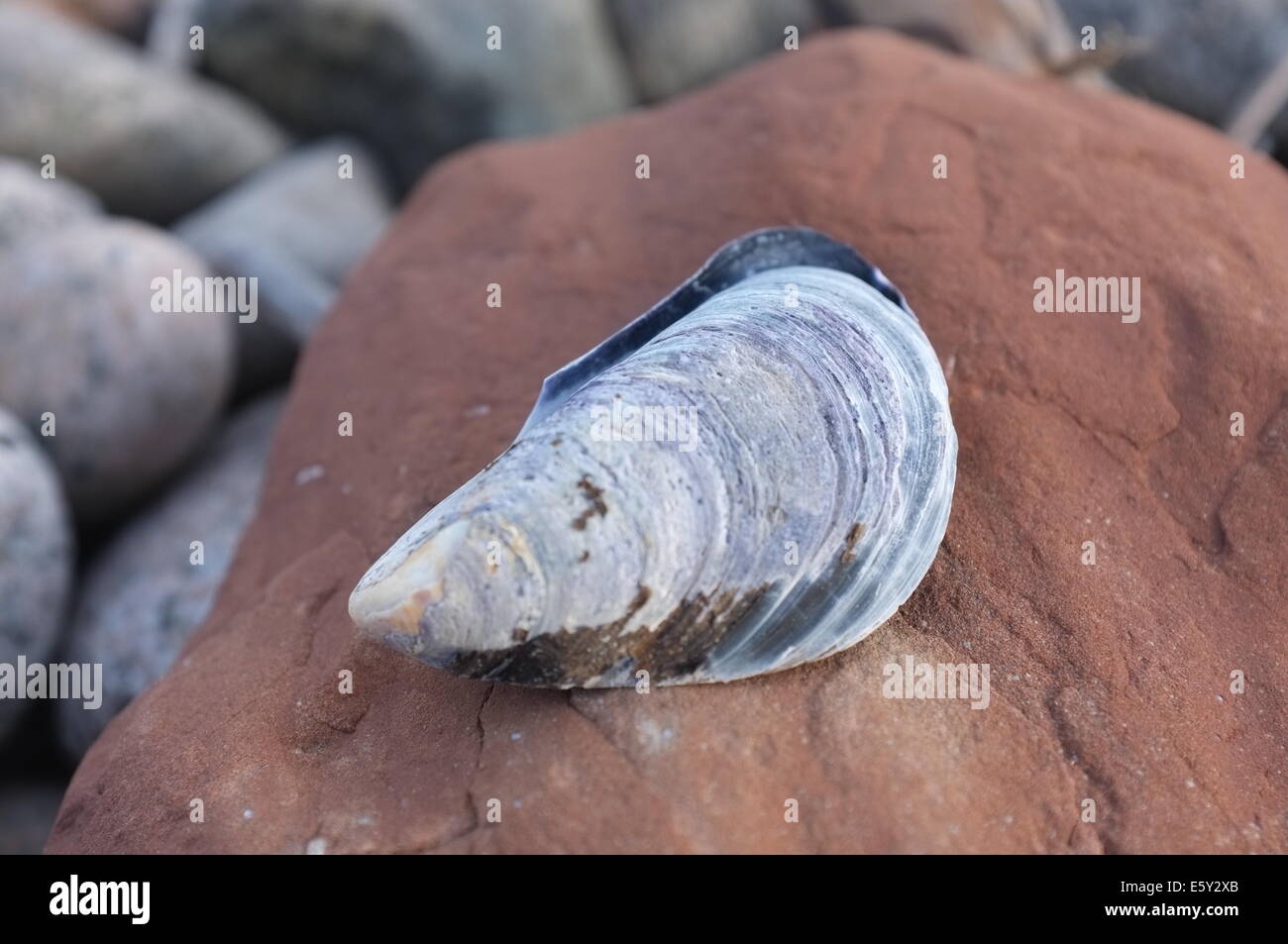A mussel cultivated in Englishtown Stock Photo
