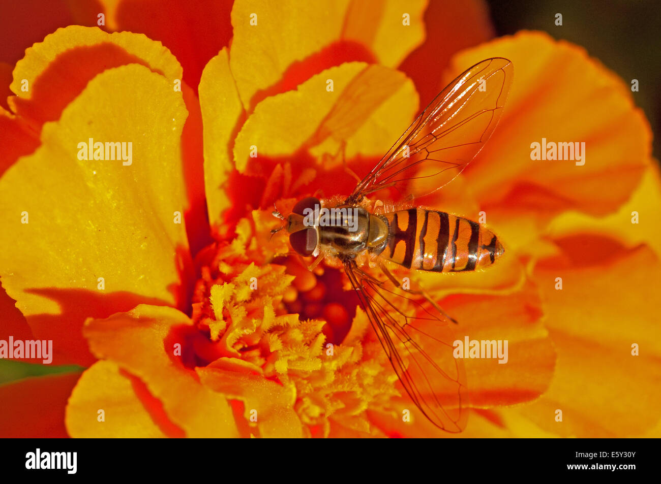 Hoverfly feeding on Marigold flower Stock Photo