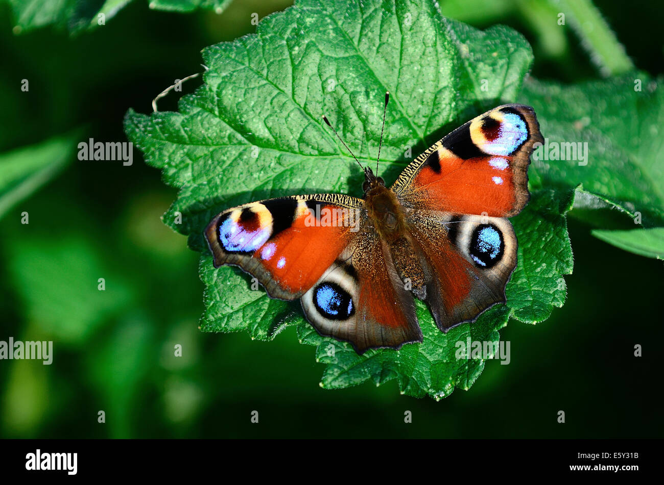 a-peacock-butterfly-uk-stock-photo-alamy