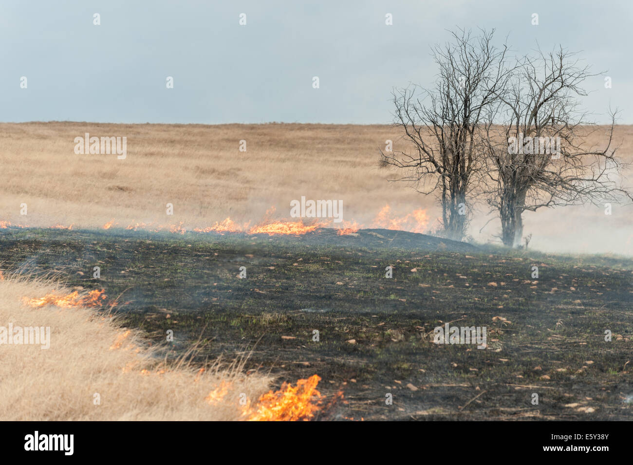 Controlled burn prairie fire on the Great Plains Stock Photo