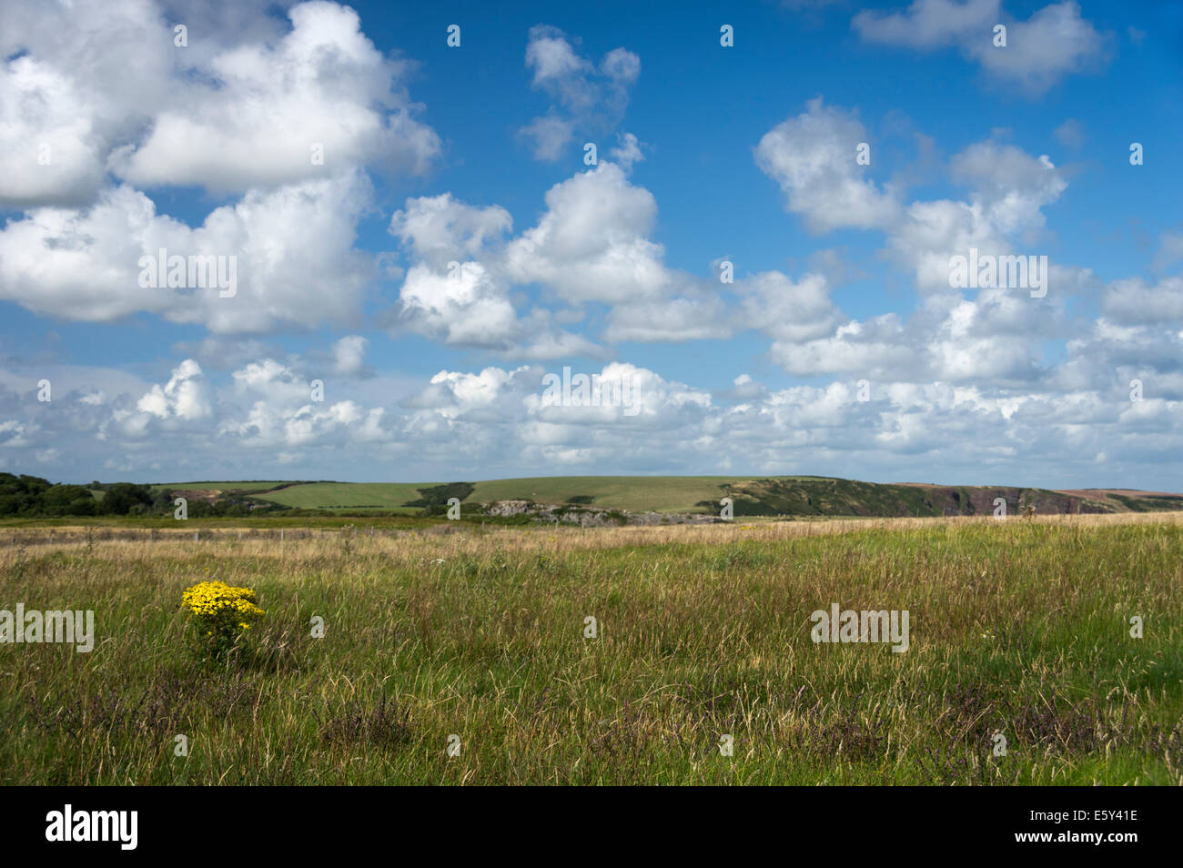 View of the Pembrokeshire coast with clump of ragwort Stock Photo