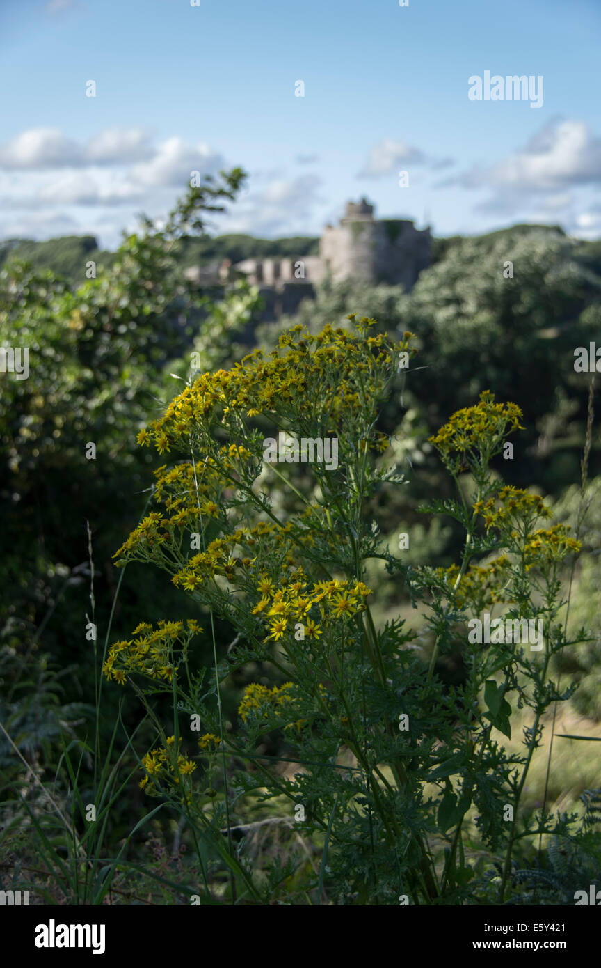 A view of Manorbier castle Pembrokeshire UK through vegetation Stock Photo