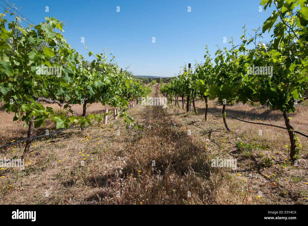 Vineyards Stock Photo