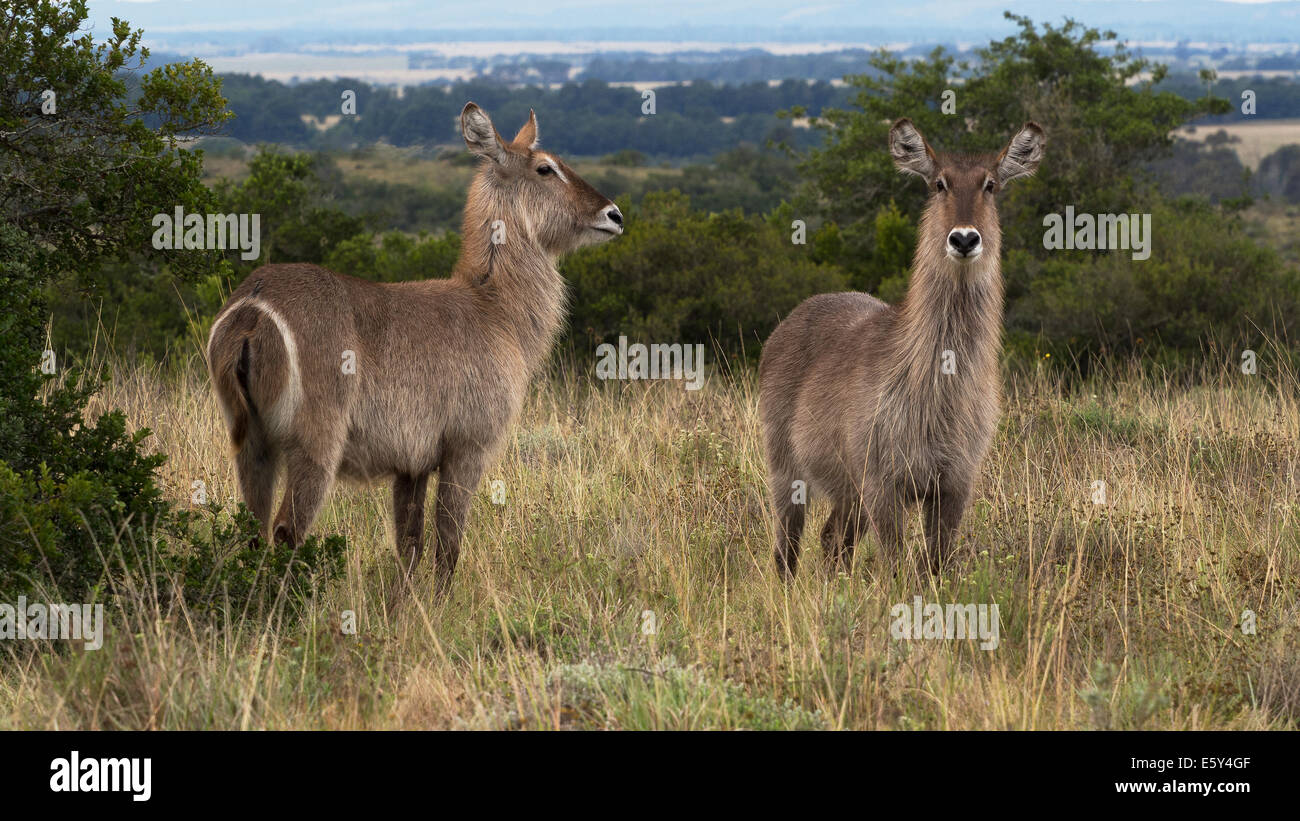 Two female common Waterbuck standing together on grassland in wildlife preserve. Distinctive U shaped mark on rear rump end.  South Africa Stock Photo