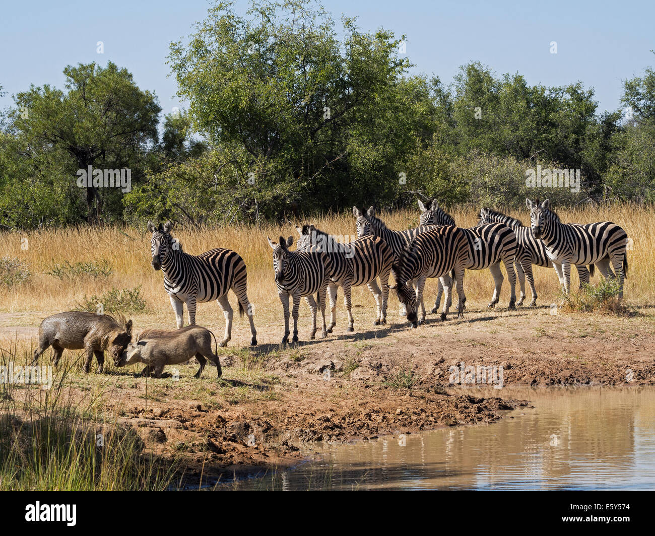 Zebra Male And Female High Resolution Stock Photography and Images Alamy