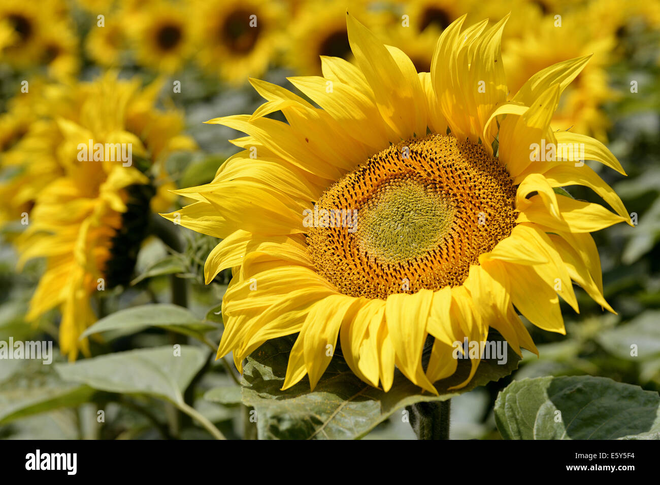 Sunflower leaf closeup hi-res stock photography and images - Alamy