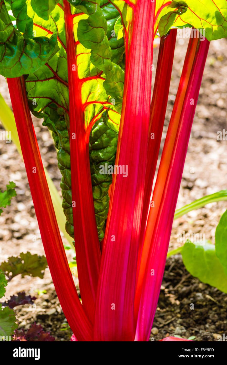 Red stemmed Swiss Chard plant growing in a garden Stock Photo