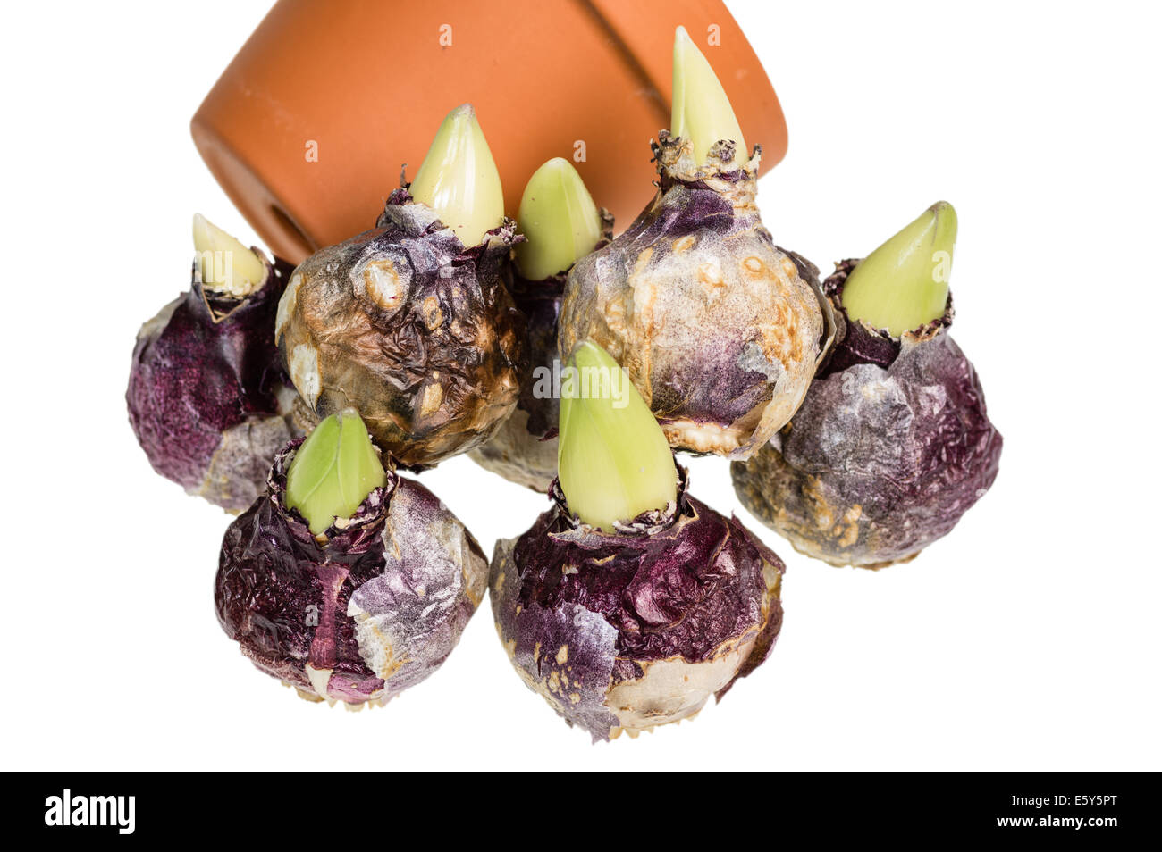 Hyacinth bulbs with clay pot isolated on white Stock Photo Alamy