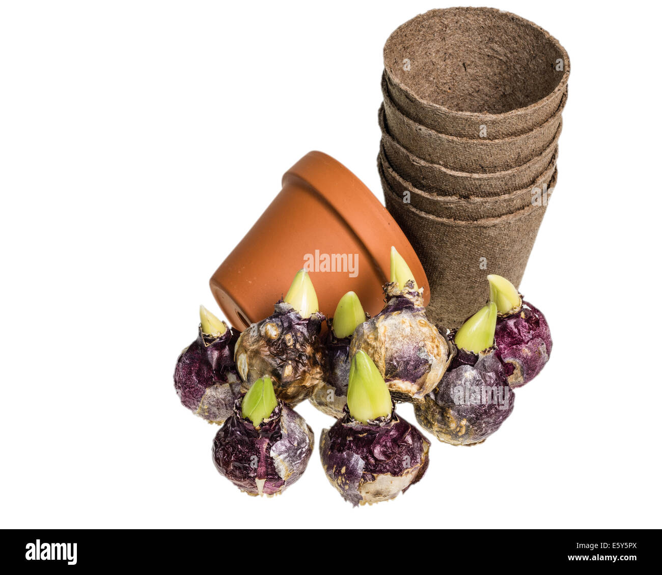 Hyacinth bulbs with clay and fiber pots isolated on white Stock Photo