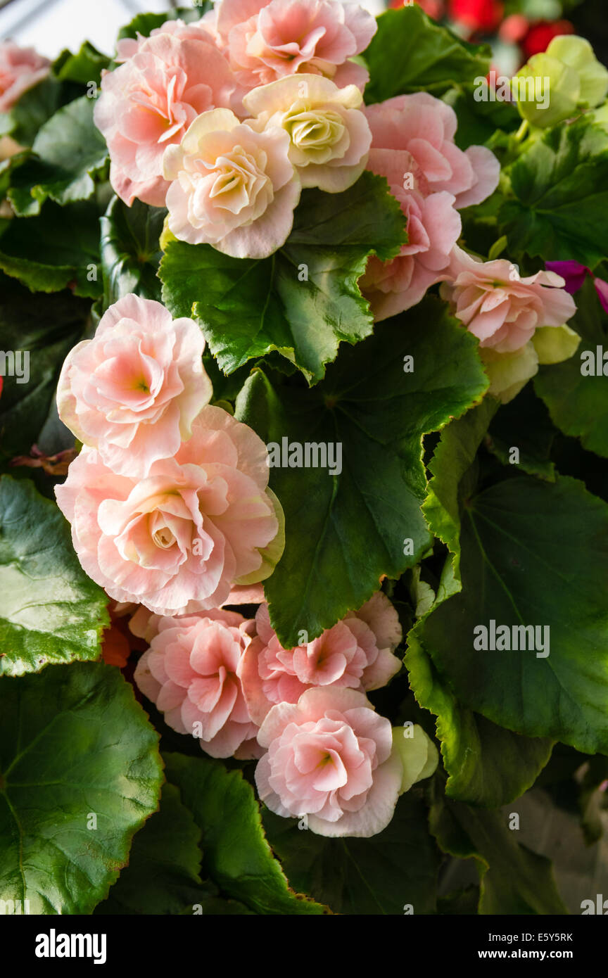 Blooming colorful Begonia plants with flowers Stock Photo Alamy
