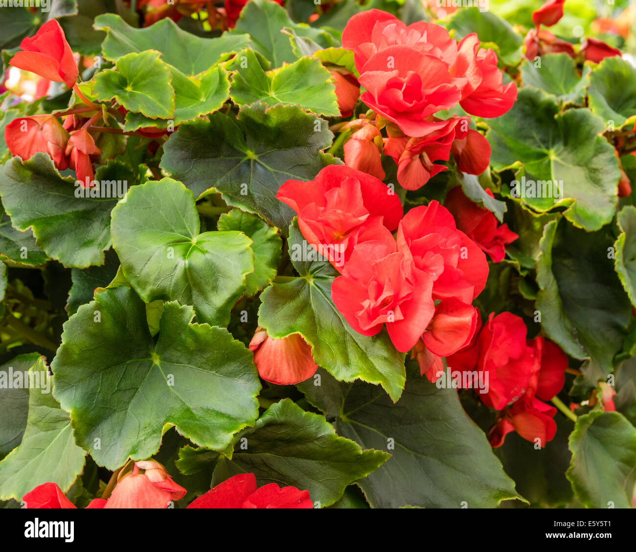 Begonias flowers plants hi-res stock photography and images - Alamy