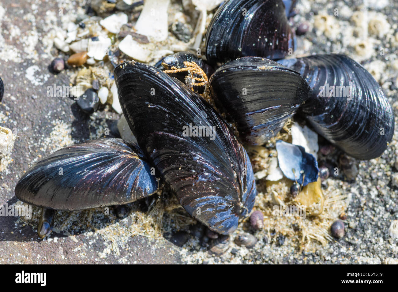 Group of mussels in an intertidal zone of the Pacific Ocean Stock Photo Alamy